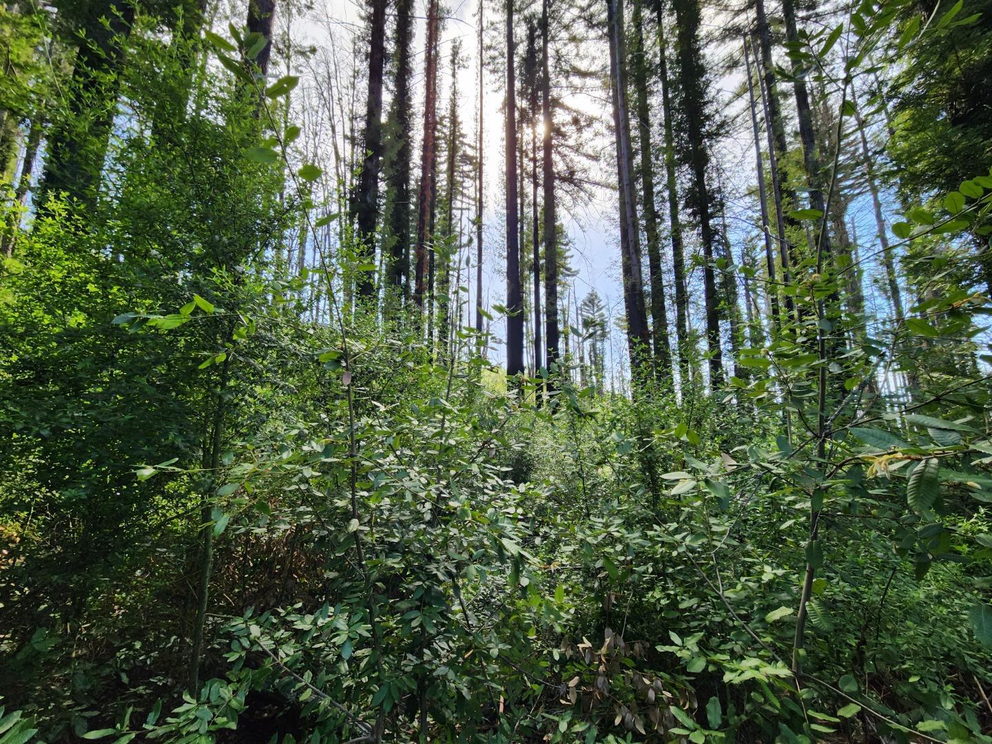 Detail Gallery Image 16 of 19 For 20604 Little Basin Rd, Boulder Creek,  CA 95006 - – Beds | – Baths