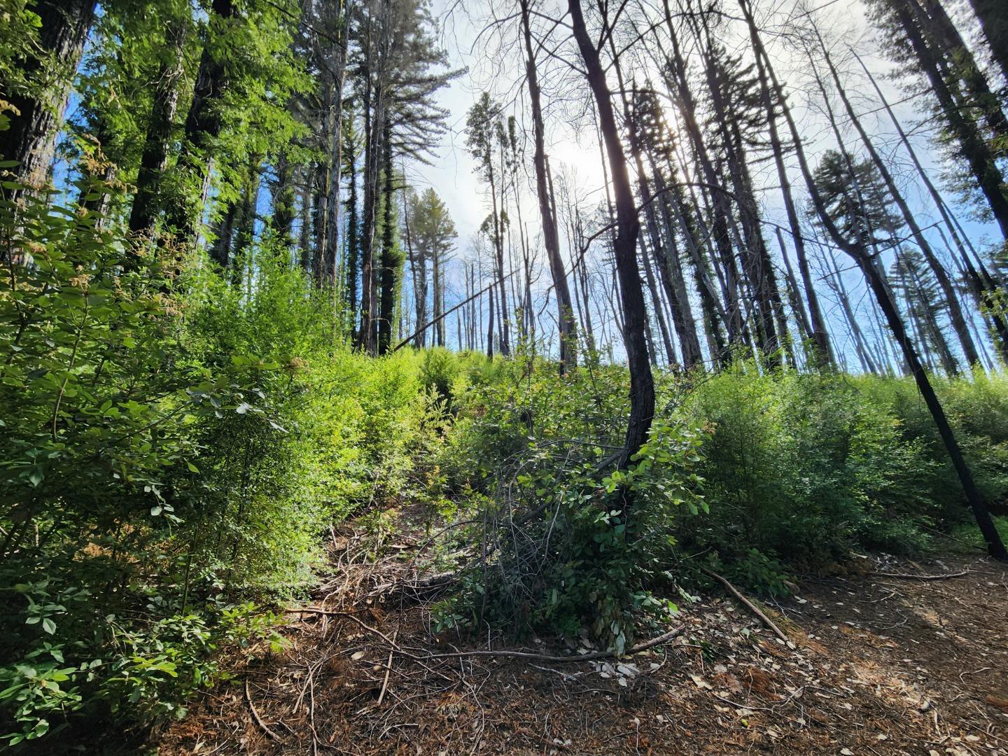 20604 Little Basin Road, Boulder Creek, CA, 95006