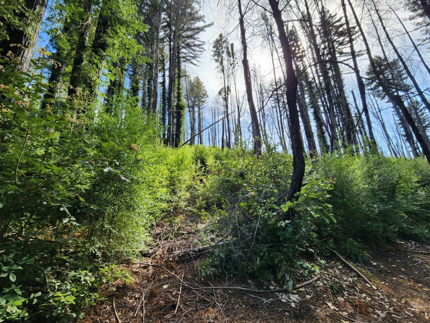 20604 Little Basin Road, Boulder Creek, CA, 95006