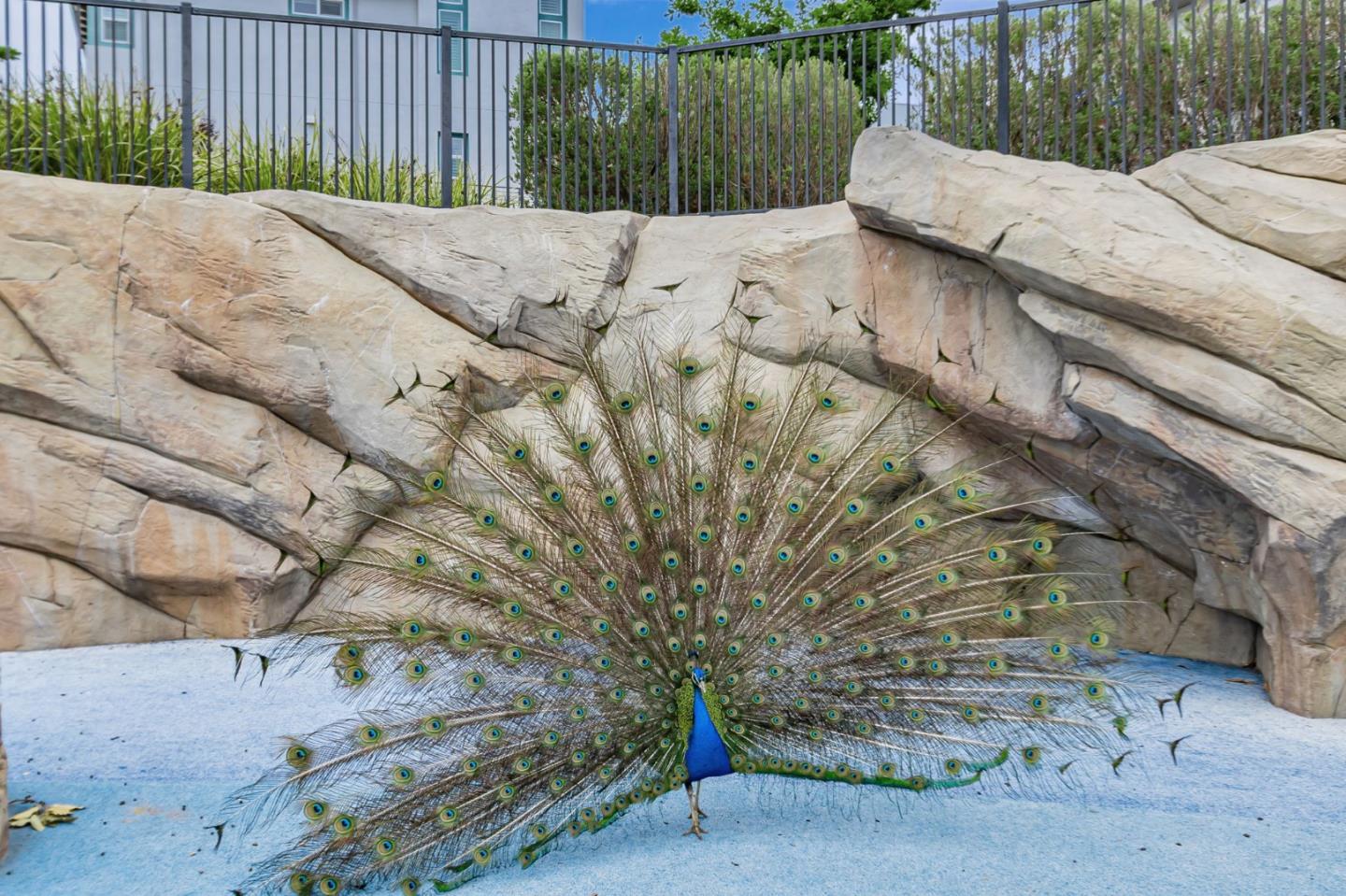 Detail Gallery Image 37 of 41 For 223 William Manly St #1,  San Jose,  CA 95136 - 3 Beds | 3 Baths