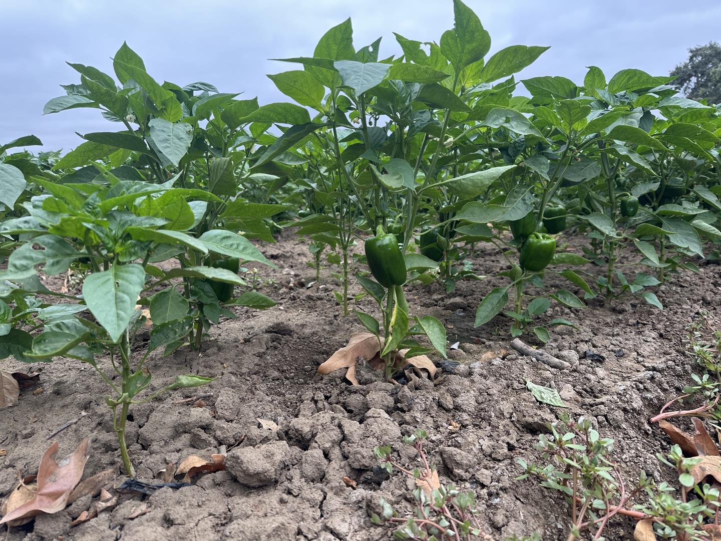 Detail Gallery Image 28 of 29 For 5985 Monterey Rd, Gilroy,  CA 95020 - 3 Beds | 2 Baths