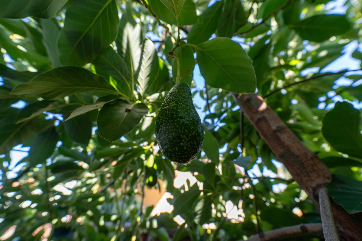 Detail Gallery Image 21 of 28 For 3637 Snell Ave #390,  San Jose,  CA 95136 - 3 Beds | 2 Baths