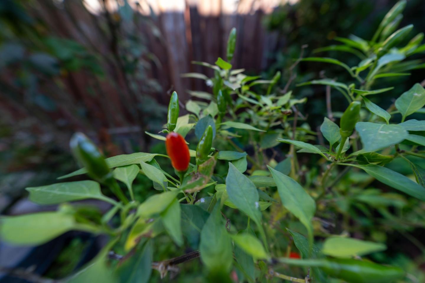 Detail Gallery Image 24 of 28 For 3637 Snell Ave #390,  San Jose,  CA 95136 - 3 Beds | 2 Baths