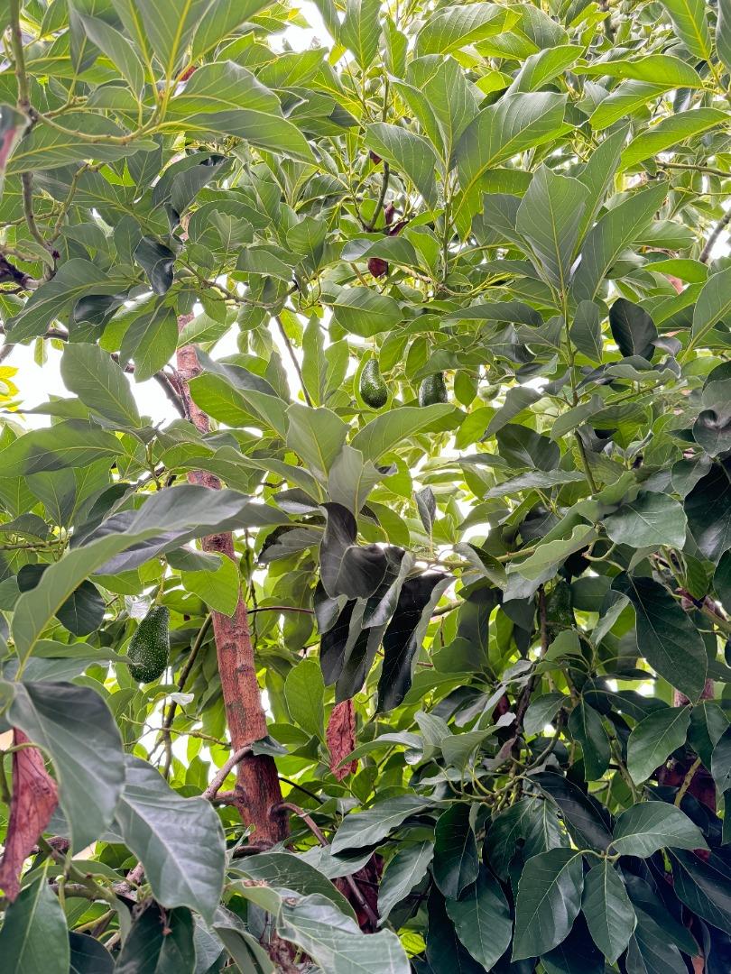 Detail Gallery Image 27 of 28 For 3637 Snell Ave #390,  San Jose,  CA 95136 - 3 Beds | 2 Baths