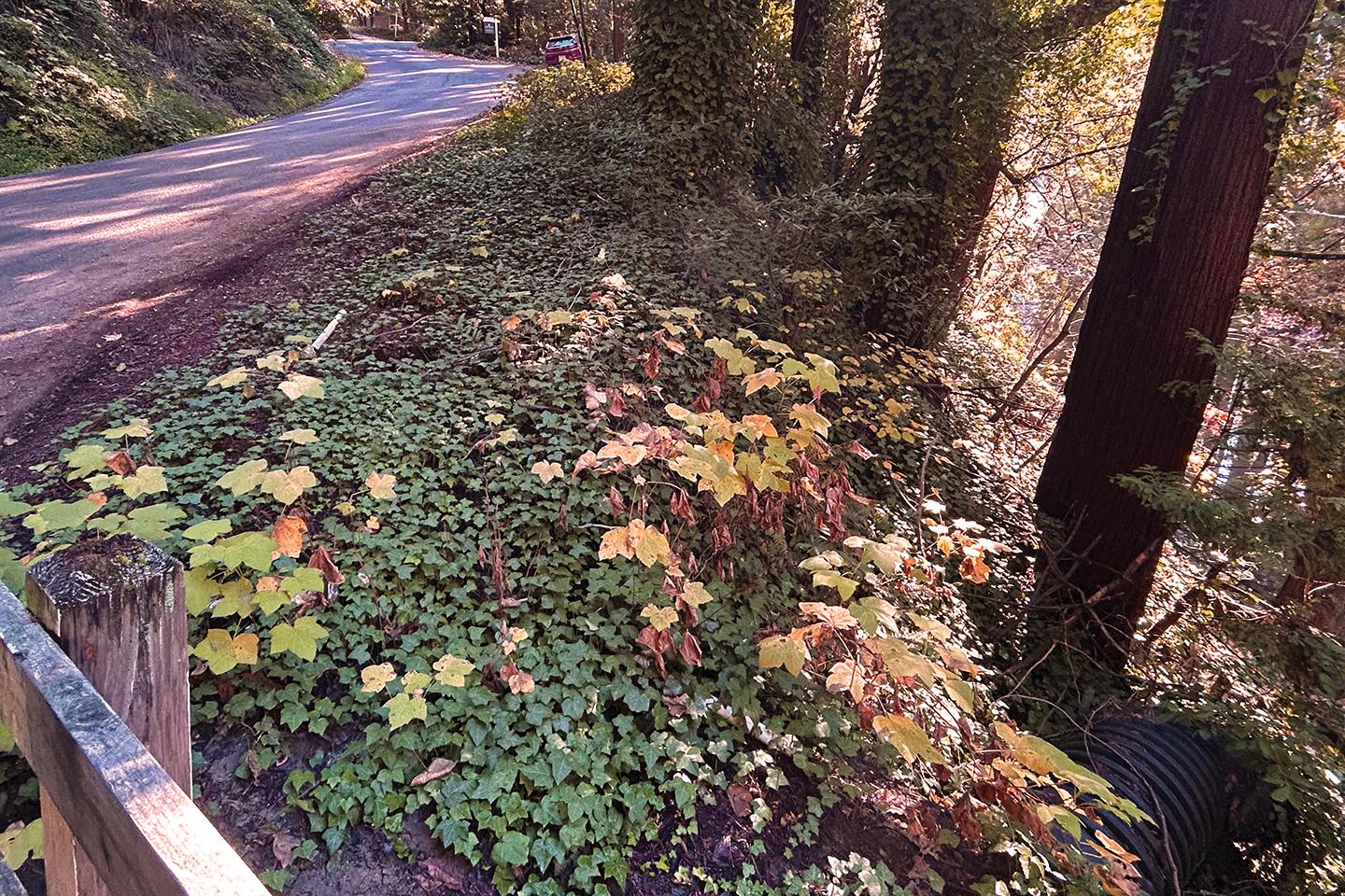 Detail Gallery Image 3 of 5 For 00 Riverside Rd, Brookdale,  CA 95007 - – Beds | – Baths