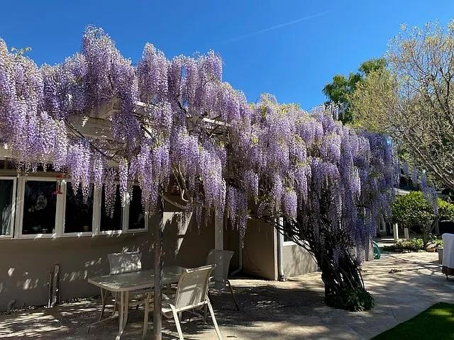 Detail Gallery Image 50 of 50 For 1100 Steinway Ave, Campbell,  CA 95008 - 4 Beds | 2/1 Baths