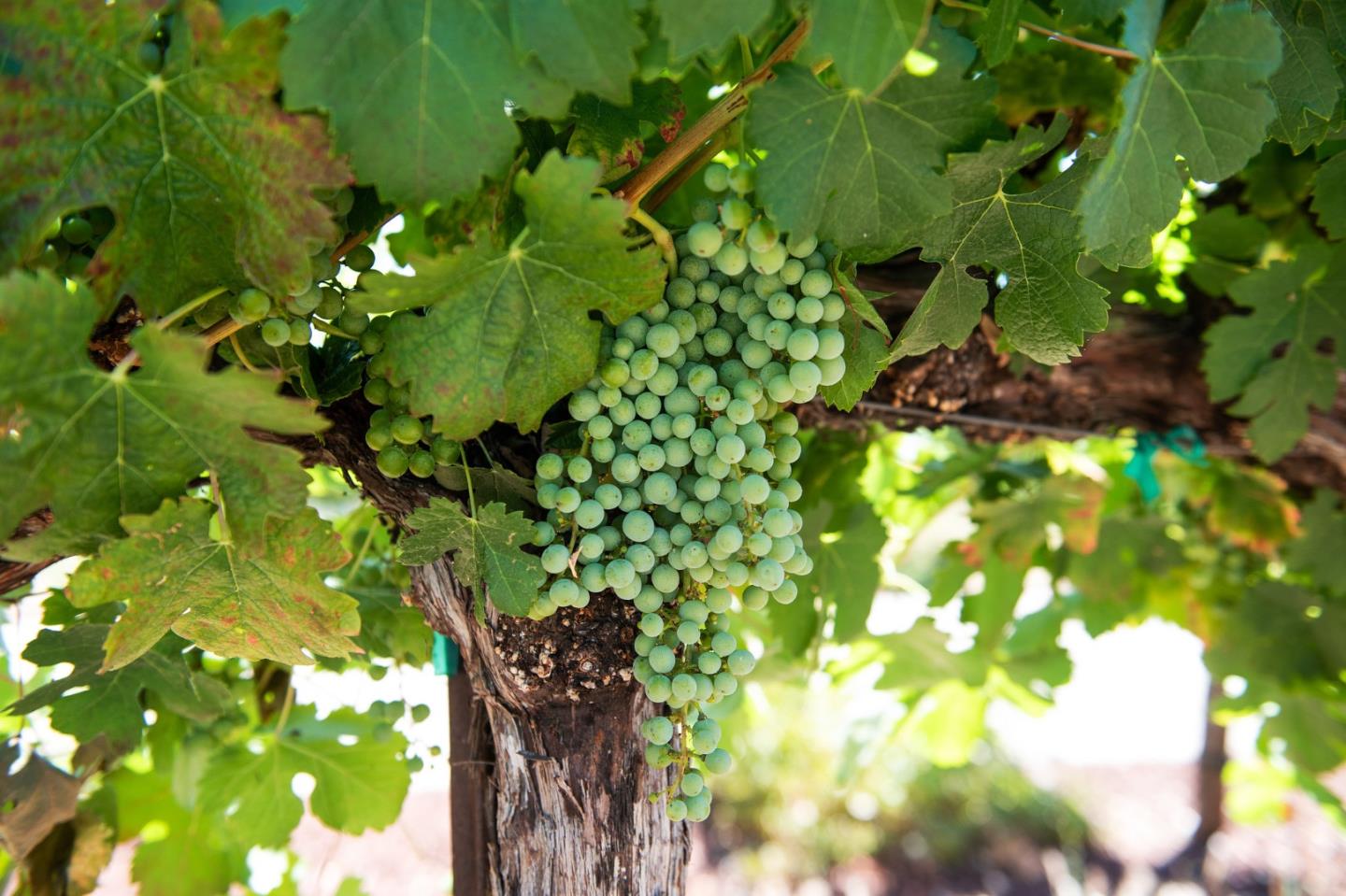 Detail Gallery Image 10 of 89 For 1450 Lakeview Ct, San Martin,  CA 95046 - 6 Beds | 5/1 Baths