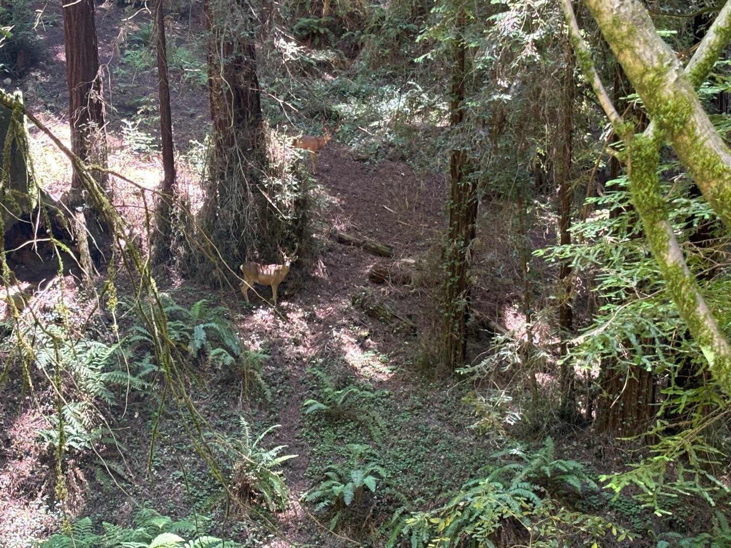 584 Hazel Dell Road, Corralitos (watsonville), CA, 95076