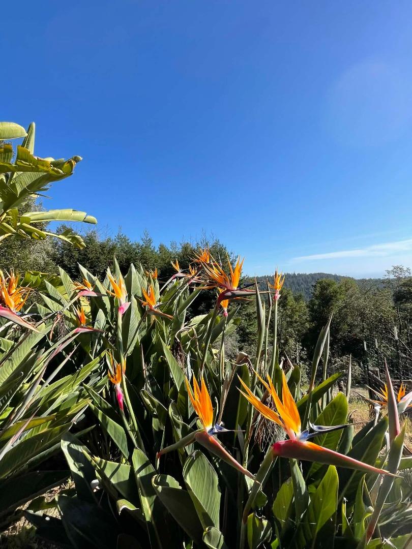 Detail Gallery Image 43 of 46 For 132 Pax Place Ct, Aptos,  CA 95003 - 3 Beds | 3 Baths