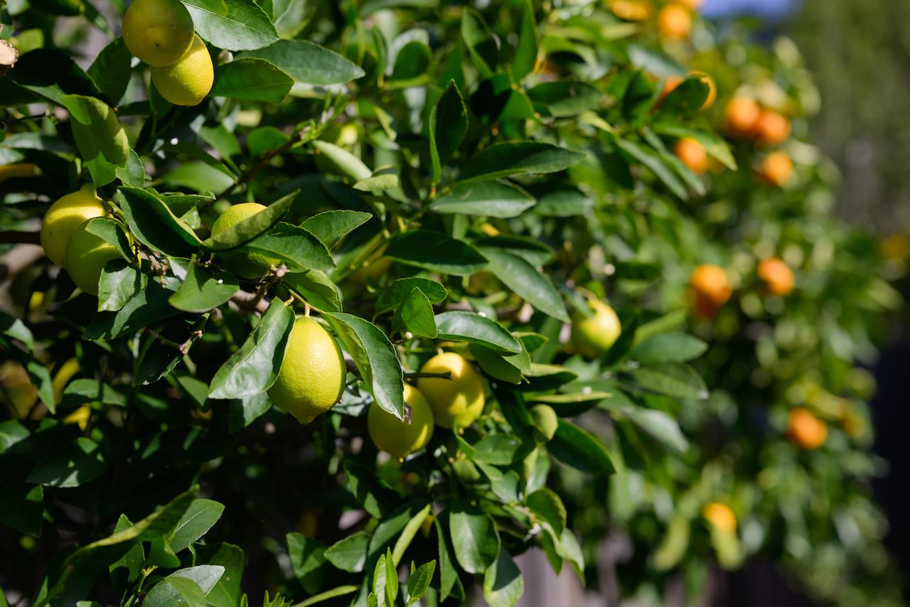 Detail Gallery Image 107 of 110 For 602 Navarra Dr, Scotts Valley,  CA 95066 - 3 Beds | 2 Baths