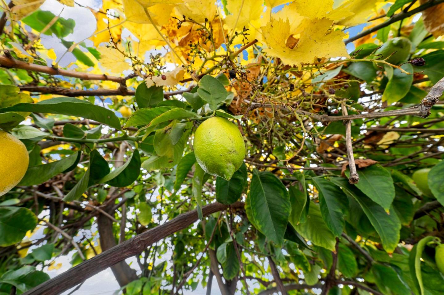 Detail Gallery Image 26 of 26 For 900 Golden Wheel Park Dr #66,  San Jose,  CA 95112 - 3 Beds | 2 Baths