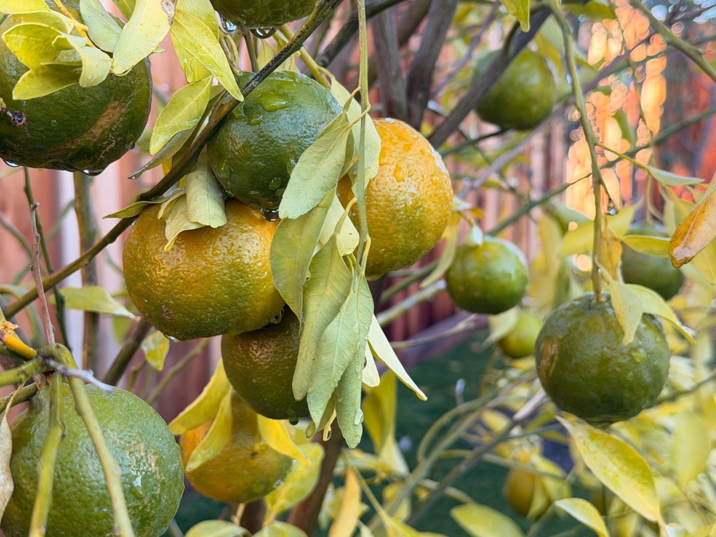 Detail Gallery Image 34 of 45 For 2121 Francis Ave, Santa Clara,  CA 95051 - 4 Beds | 3 Baths