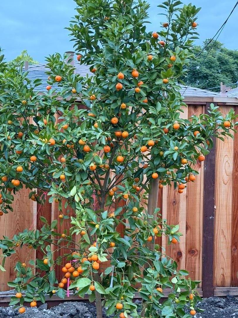 Detail Gallery Image 40 of 45 For 2121 Francis Ave, Santa Clara,  CA 95051 - 4 Beds | 3 Baths