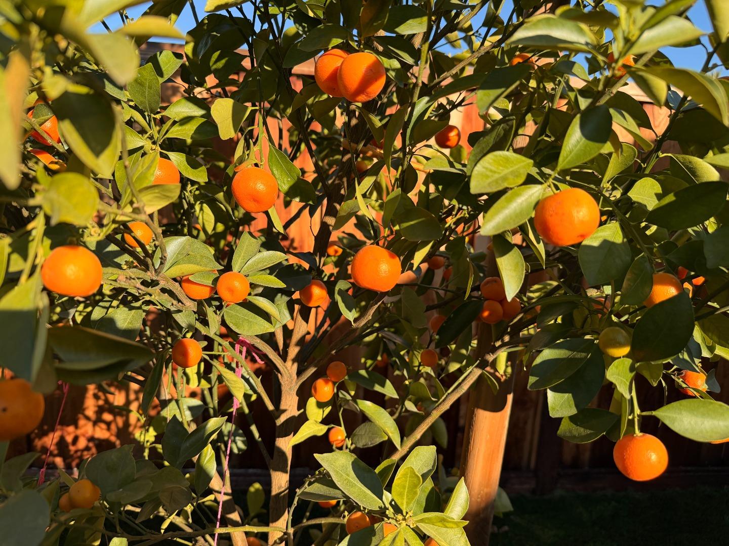 Detail Gallery Image 44 of 45 For 2121 Francis Ave, Santa Clara,  CA 95051 - 4 Beds | 3 Baths