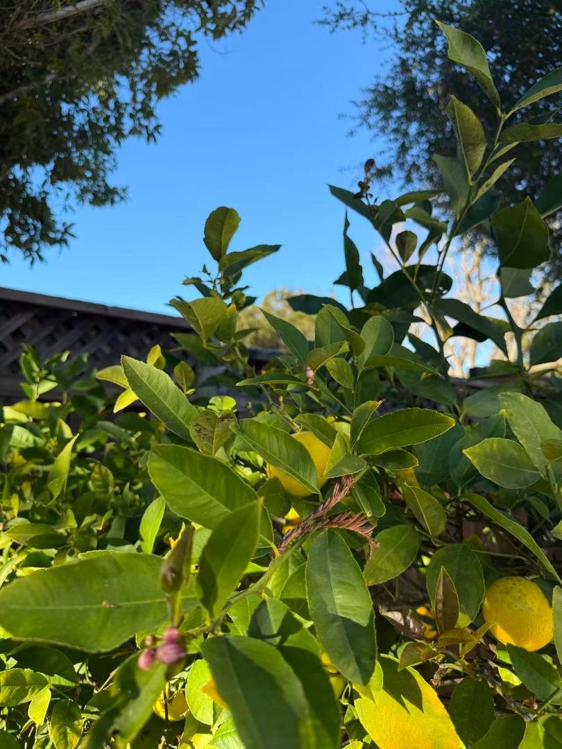 Detail Gallery Image 23 of 23 For 152 Atherwood Ave, Redwood City,  CA 94061 - 3 Beds | 0 Baths