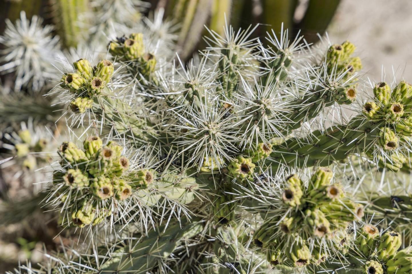 Detail Gallery Image 67 of 79 For 4080 Leigh Ave, San Jose,  CA 95124 - 4 Beds | 2 Baths