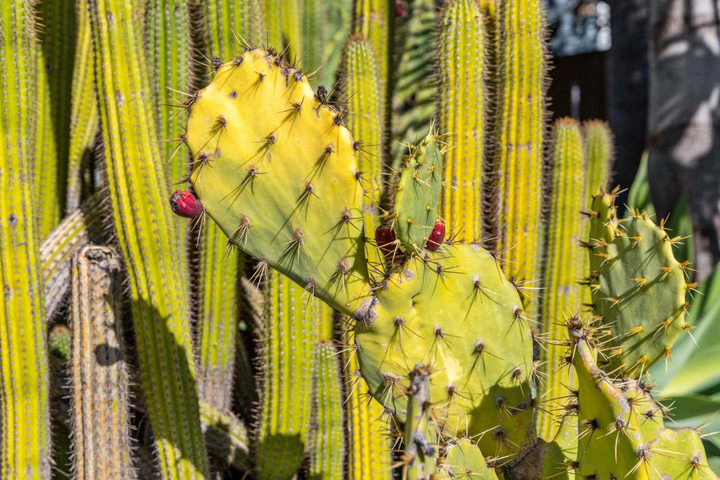 Detail Gallery Image 68 of 79 For 4080 Leigh Ave, San Jose,  CA 95124 - 4 Beds | 2 Baths