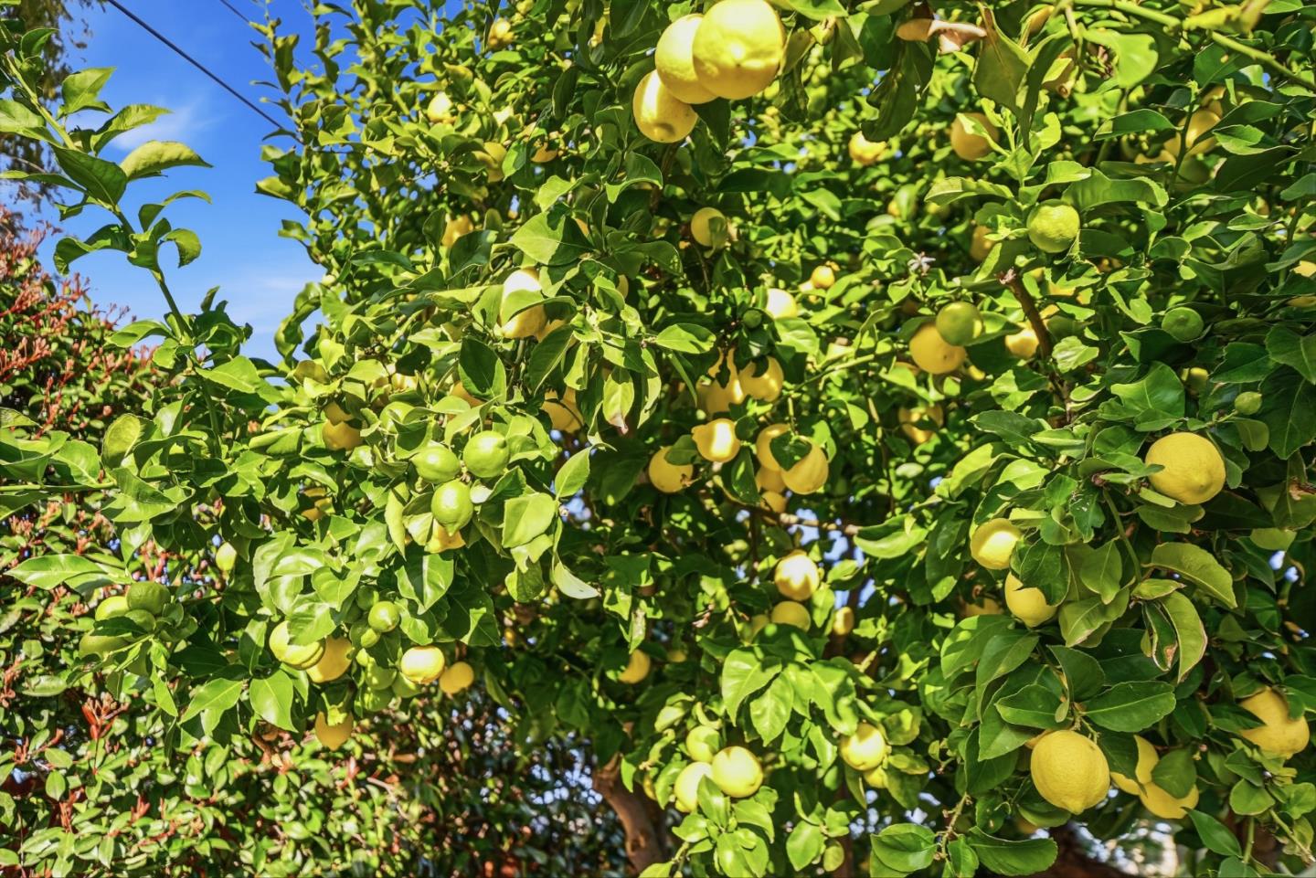 Detail Gallery Image 40 of 41 For 797 Fife Way, Sunnyvale,  CA 94087 - 3 Beds | 2 Baths