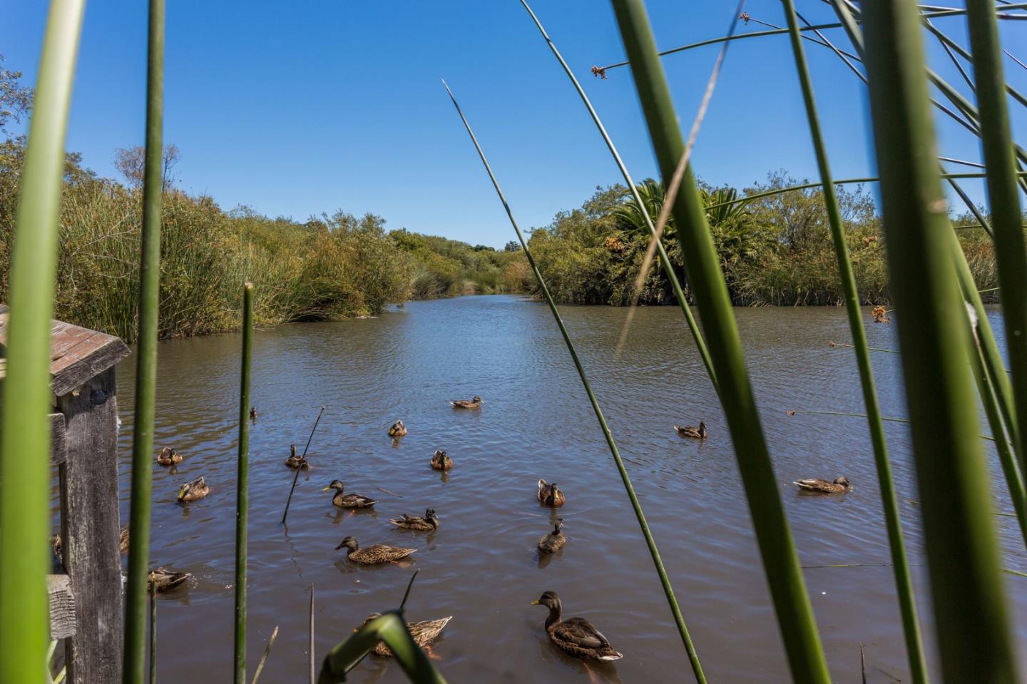 Detail Gallery Image 48 of 51 For 102 Tree Frog Ln, Santa Cruz,  CA 95060 - 2 Beds | 2 Baths