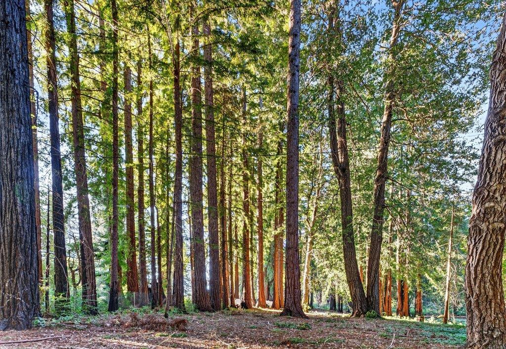 Detail Gallery Image 46 of 55 For 8472 Empire Grade, Santa Cruz,  CA 95060 - 2 Beds | 1 Baths