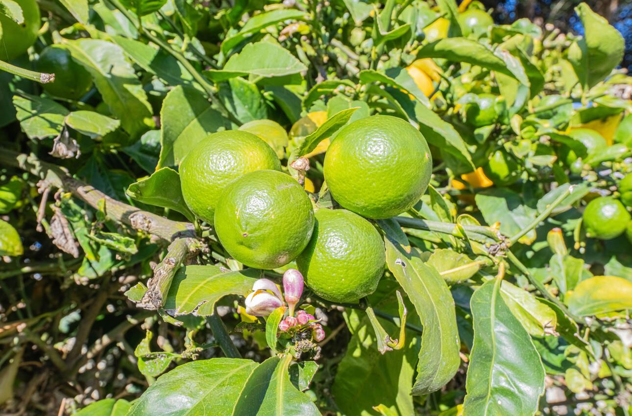 Detail Gallery Image 32 of 32 For 1797 Windsor St, Salinas,  CA 93906 - 3 Beds | 2 Baths