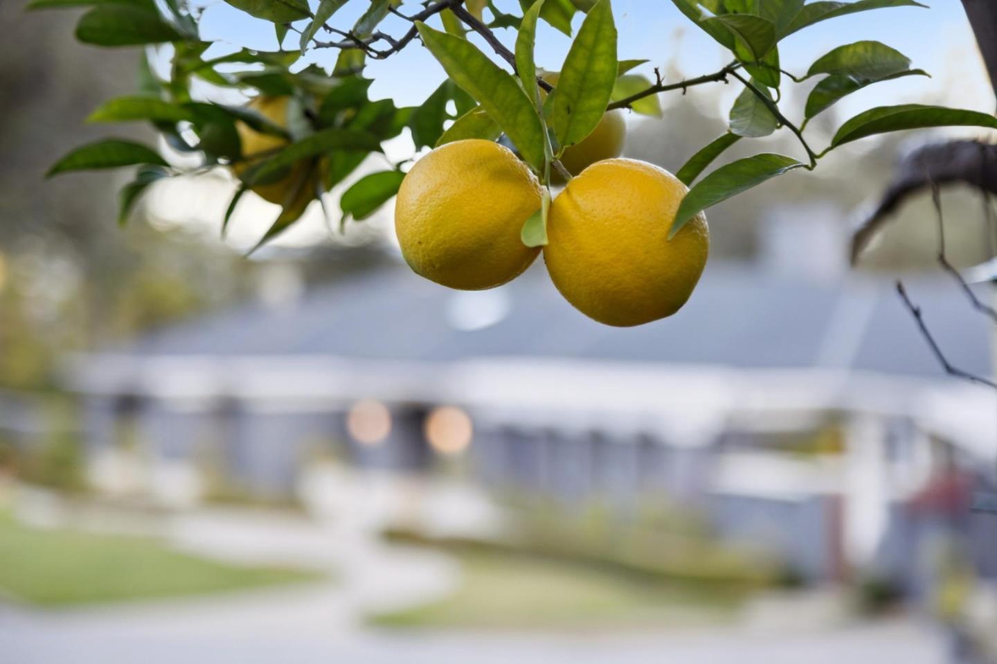 Detail Gallery Image 109 of 116 For 16140 Matilija Dr, Los Gatos,  CA 95030 - 6 Beds | 6/2 Baths