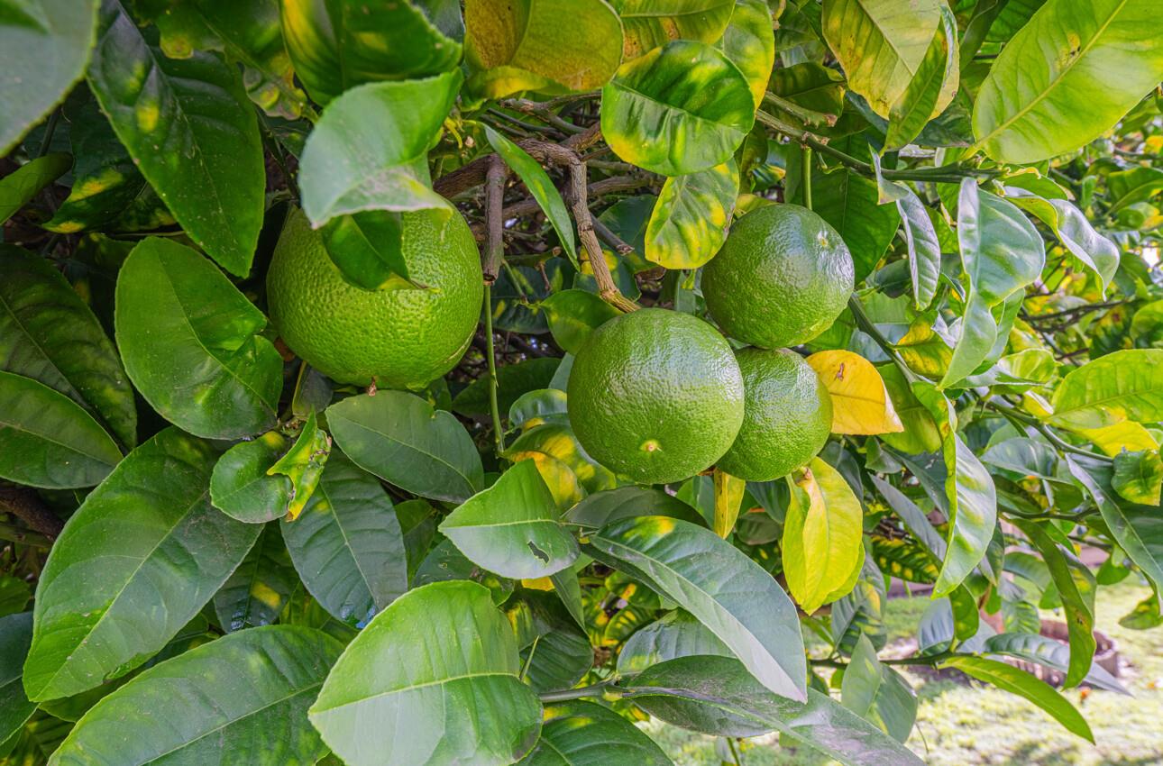 Detail Gallery Image 37 of 39 For 1231 Padre Dr, Salinas,  CA 93901 - 3 Beds | 2 Baths