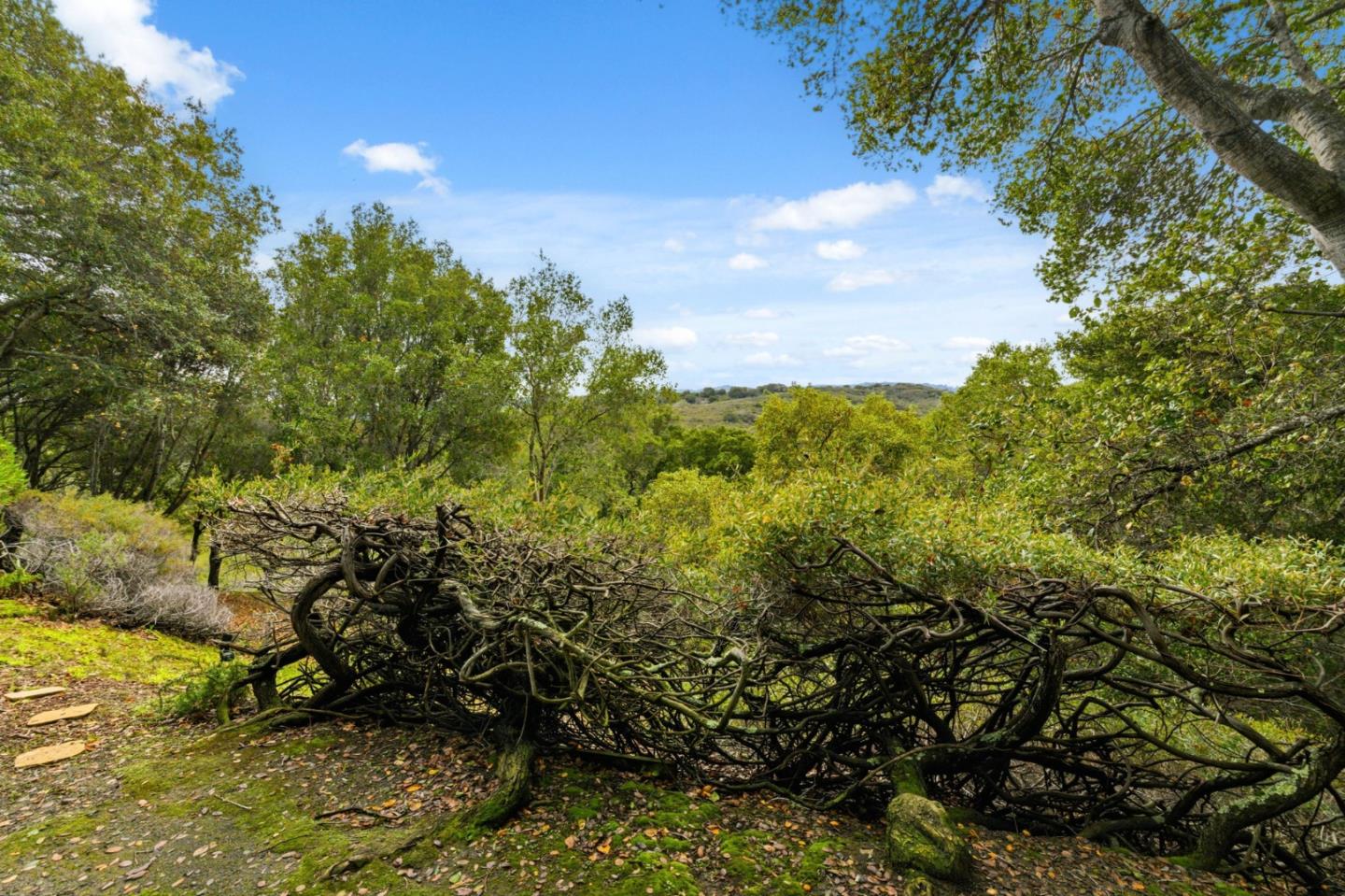 Detail Gallery Image 30 of 38 For 3387 Brittan Ave #2,  San Carlos,  CA 94070 - 2 Beds | 2 Baths