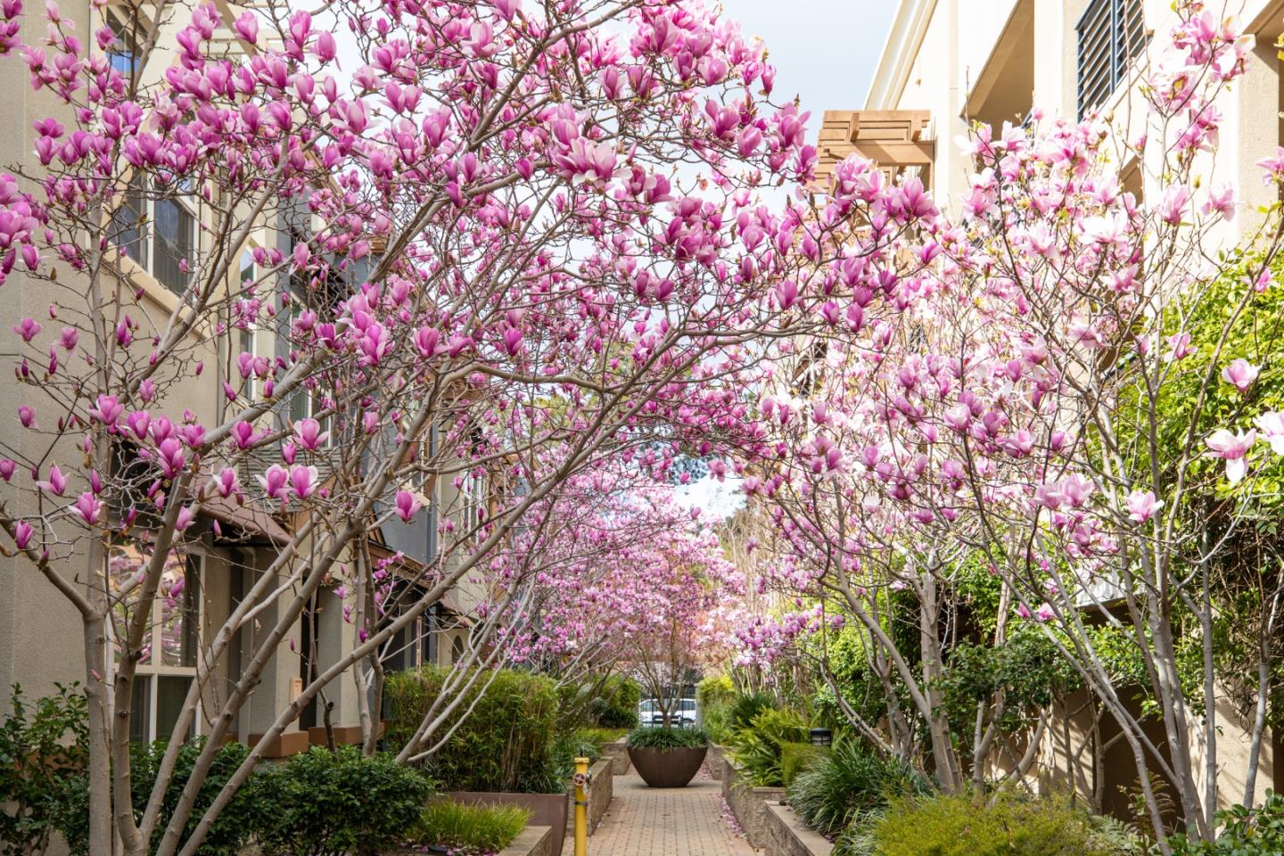 Detail Gallery Image 23 of 30 For 4388 El Camino Real #130,  Los Altos,  CA 94022 - 2 Beds | 2 Baths