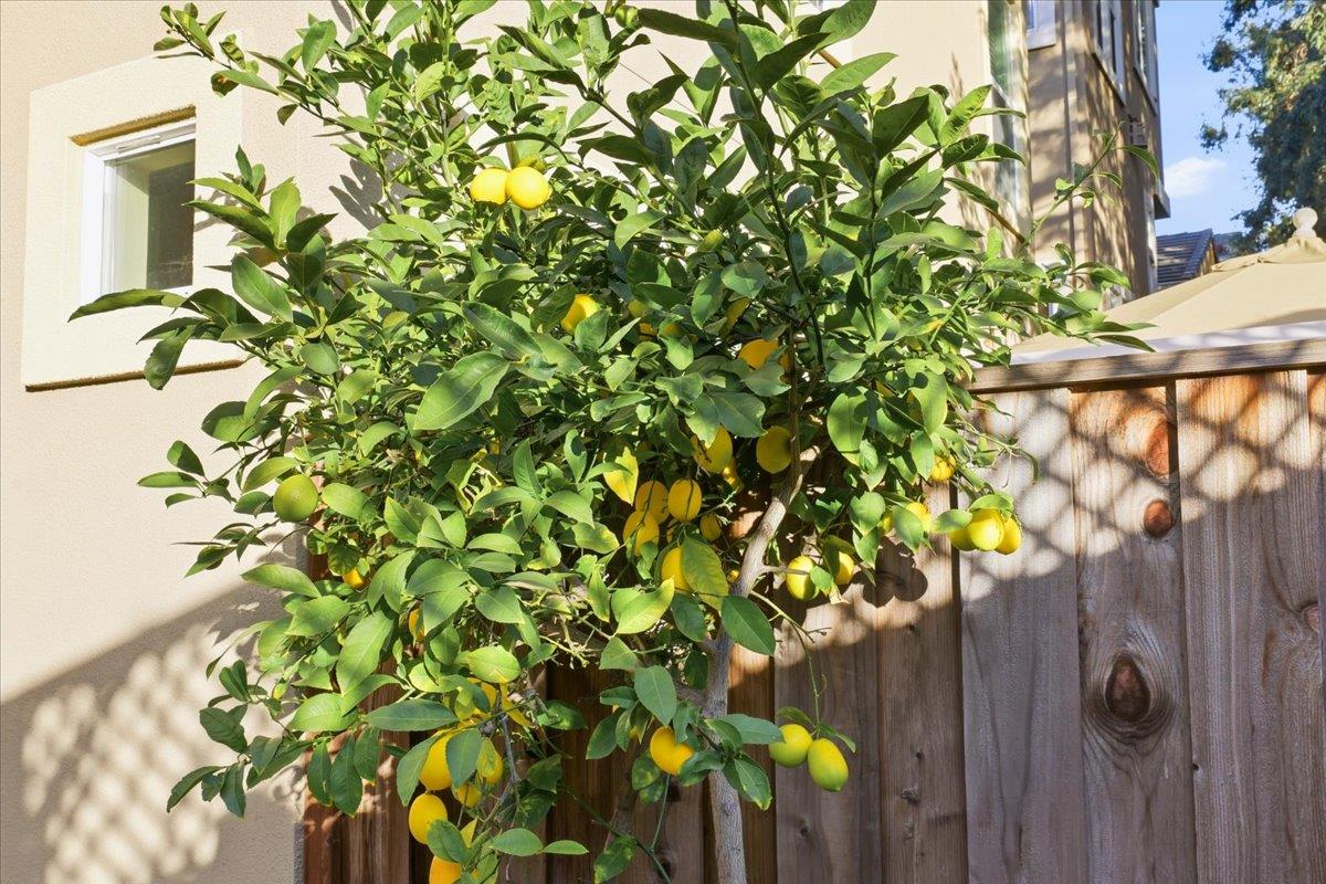 Detail Gallery Image 67 of 98 For 3522 Eastin Pl, Santa Clara,  CA 95051 - 3 Beds | 3/1 Baths