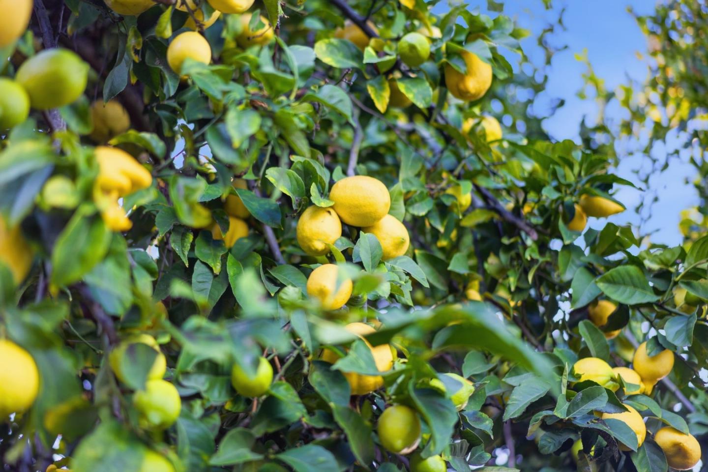 Detail Gallery Image 57 of 78 For 1664 Andalusia Way, San Jose,  CA 95125 - 3 Beds | 2 Baths