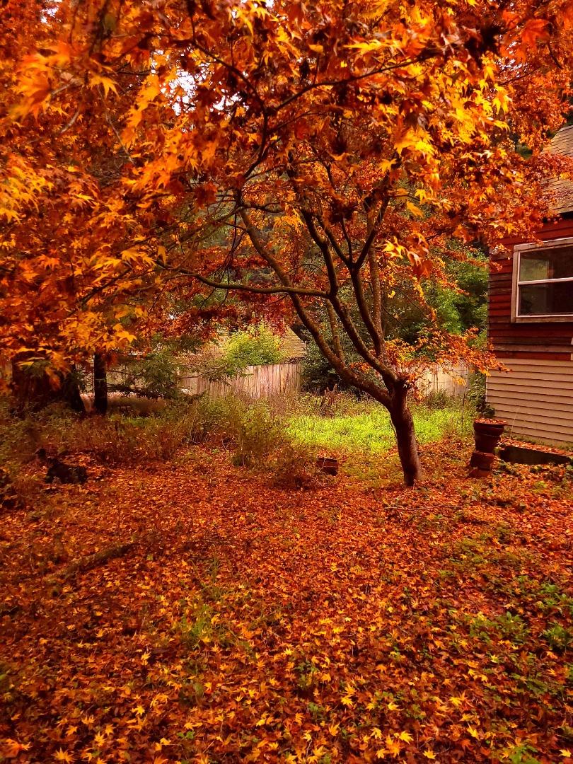 Detail Gallery Image 5 of 30 For 785 Cathedral, Aptos,  CA 95003 - 3 Beds | 1/1 Baths