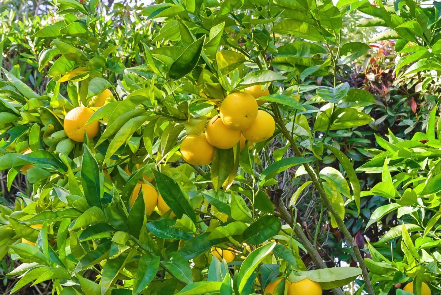 Detail Gallery Image 13 of 63 For 479 Marin Dr, Burlingame,  CA 94010 - 2 Beds | 2 Baths