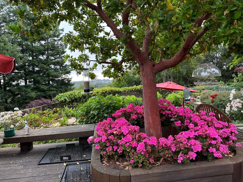 Detail Gallery Image 78 of 78 For 27856 Black Mountain Rd, Los Altos Hills,  CA 94022 - 5 Beds | 3/1 Baths