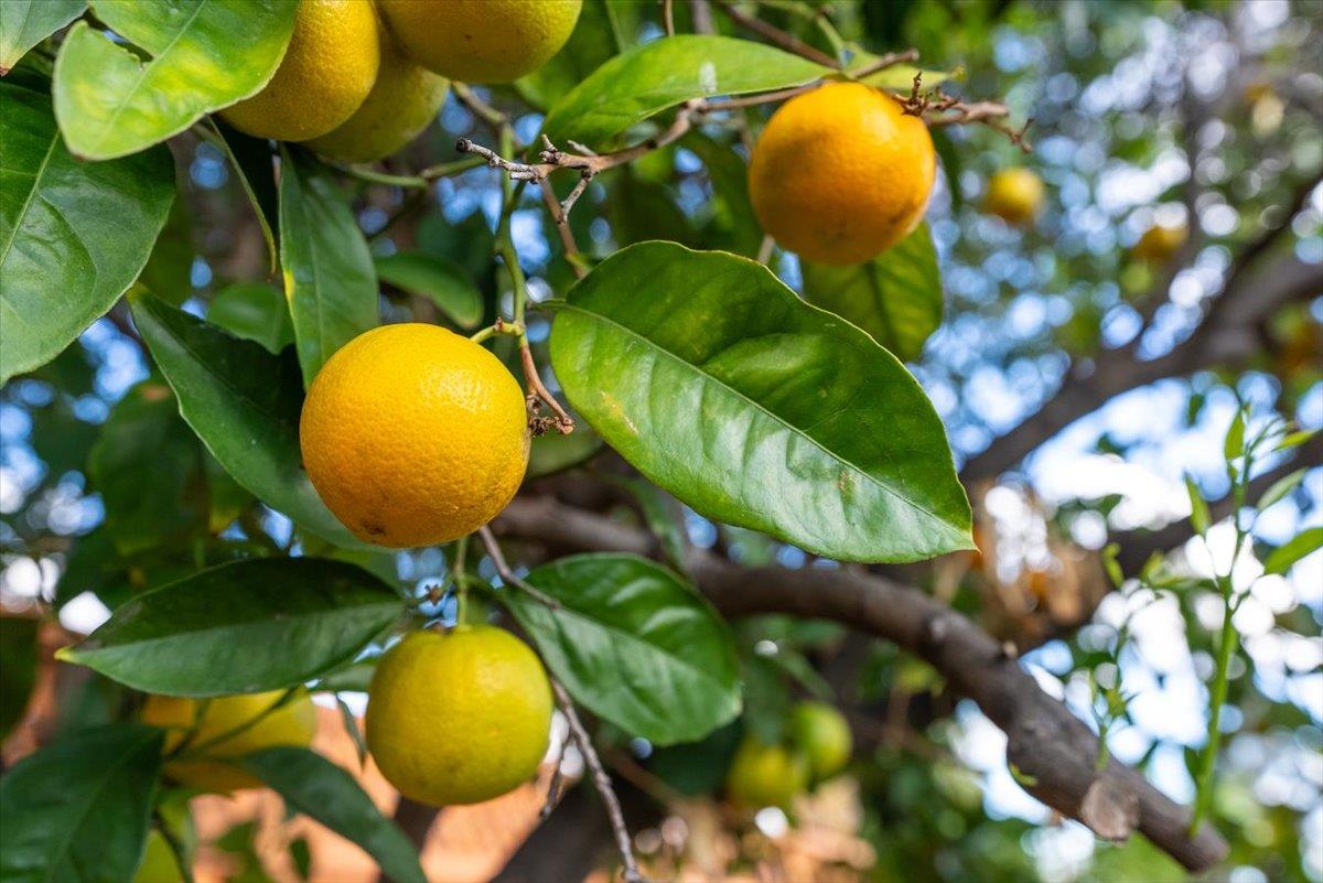 Detail Gallery Image 28 of 28 For 752 Linda Flora St, San Jose,  CA 95127 - 3 Beds | 1 Baths