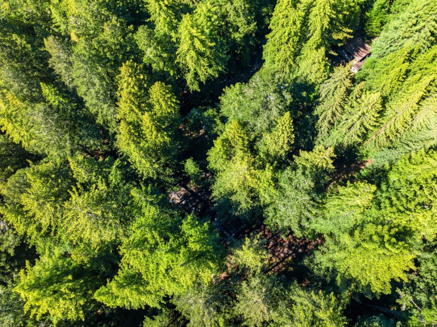 Detail Gallery Image 101 of 104 For 41 Back Rd, La Honda,  CA 94020 - 4 Beds | 3 Baths