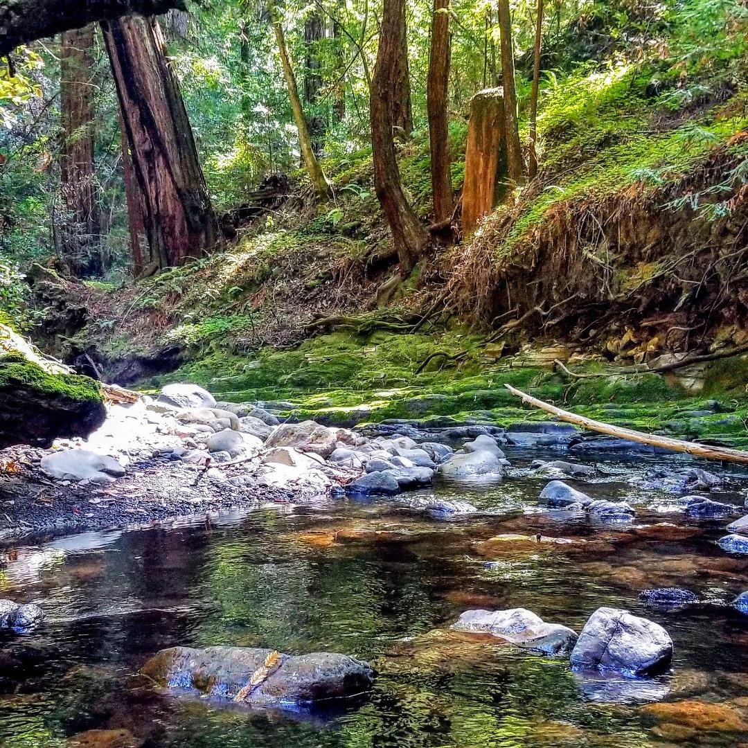 Detail Gallery Image 98 of 104 For 41 Back Rd, La Honda,  CA 94020 - 4 Beds | 3 Baths