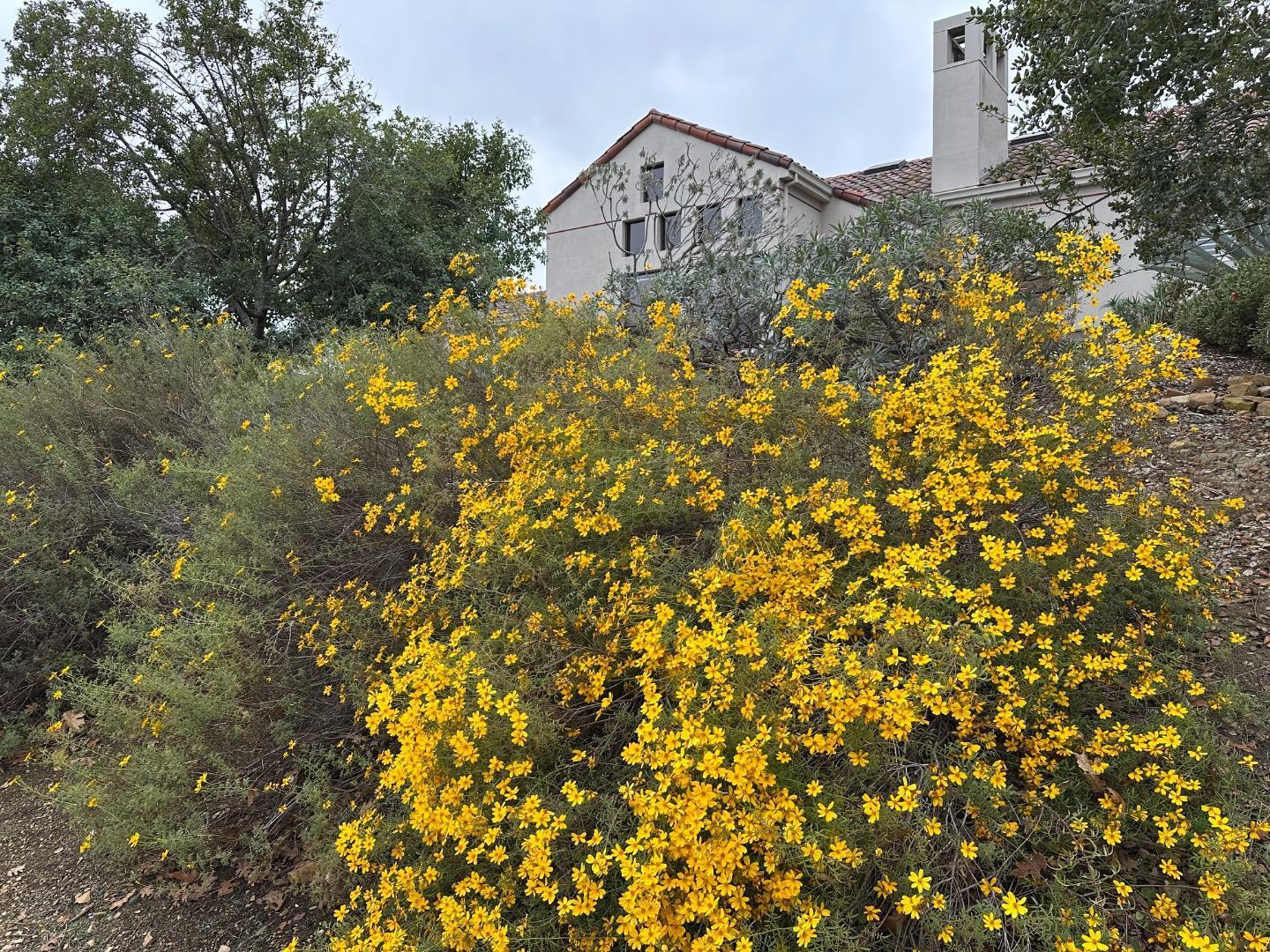 Detail Gallery Image 18 of 21 For 8255 Rancho Real, Gilroy,  CA 95020 - 3 Beds | 3/1 Baths