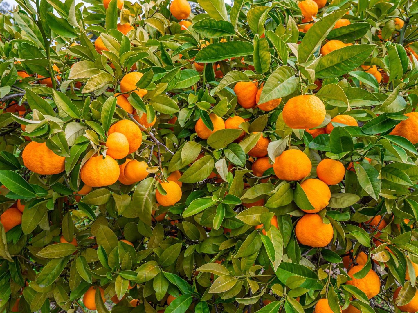 Detail Gallery Image 37 of 104 For 1584 Tindall Ranch Rd, Corralitos,  CA 95076 - 2 Beds | 1/1 Baths