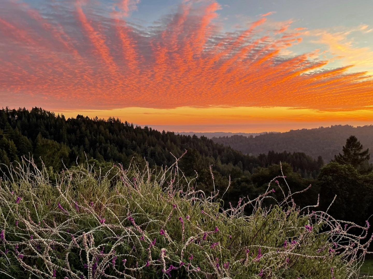 Detail Gallery Image 56 of 104 For 1584 Tindall Ranch Rd, Corralitos,  CA 95076 - 2 Beds | 1/1 Baths