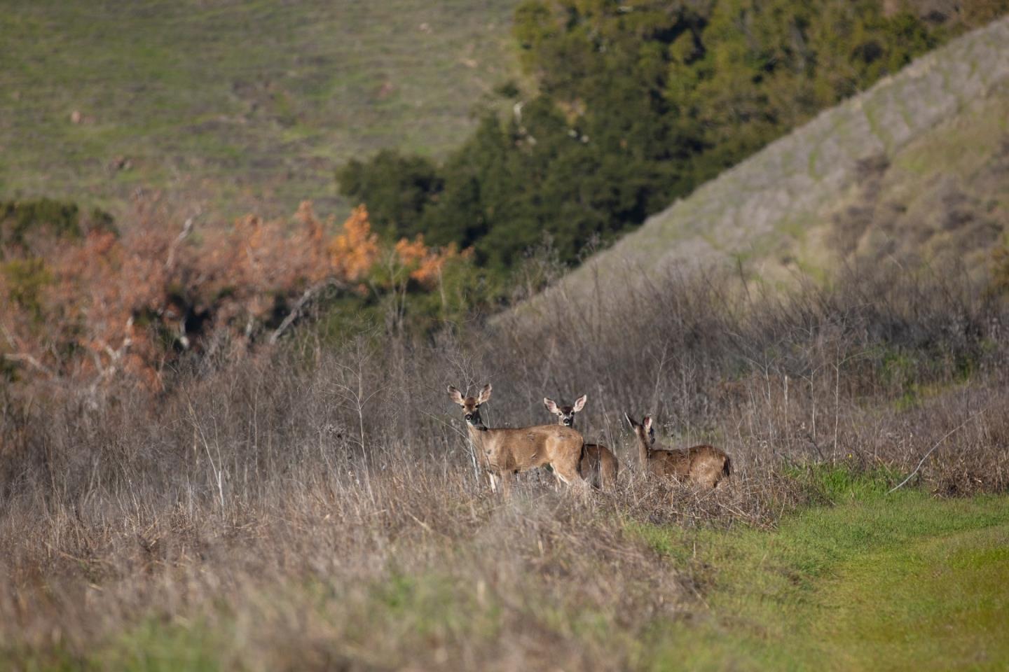 Detail Gallery Image 43 of 89 For 2000 Scott Creek Rd, Milpitas,  CA 95035 - – Beds | – Baths