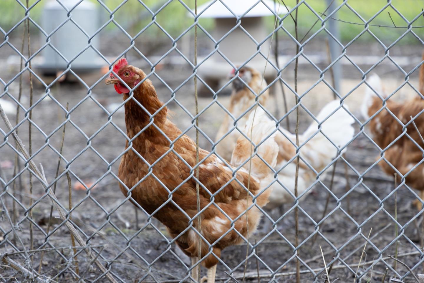 Detail Gallery Image 44 of 89 For 2000 Scott Creek Rd, Milpitas,  CA 95035 - – Beds | – Baths