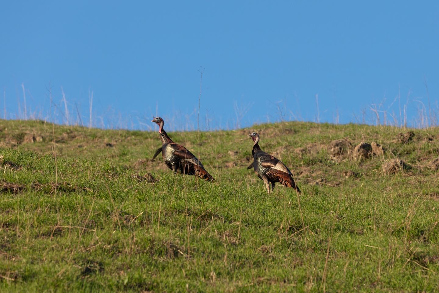 Detail Gallery Image 46 of 89 For 2000 Scott Creek Rd, Milpitas,  CA 95035 - – Beds | – Baths