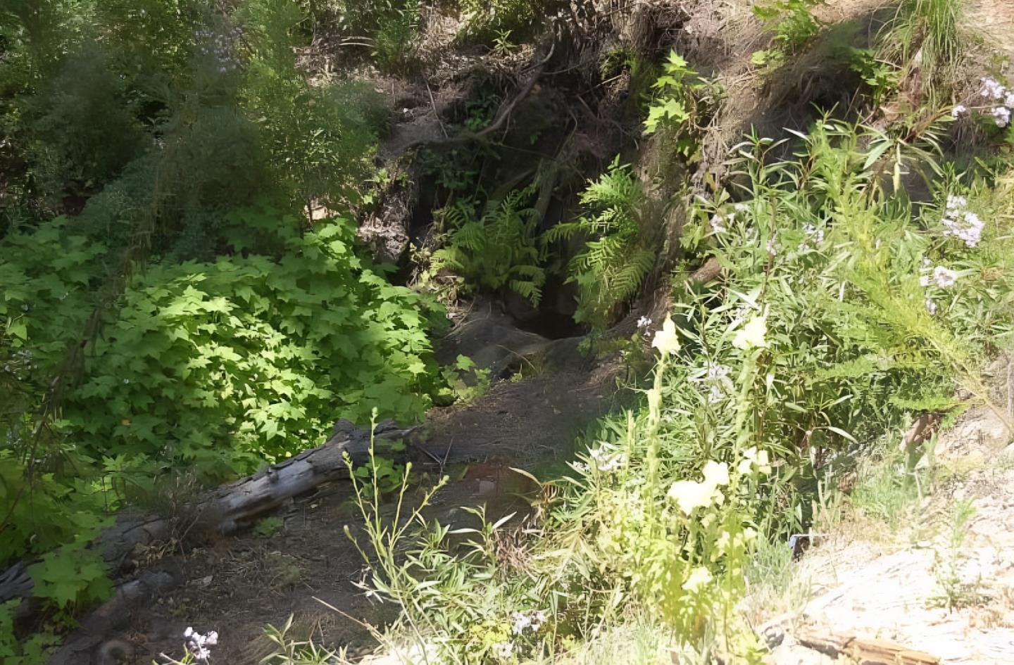 Detail Gallery Image 9 of 15 For 14965 Virginia Ave, Boulder Creek,  CA 95006 - – Beds | – Baths