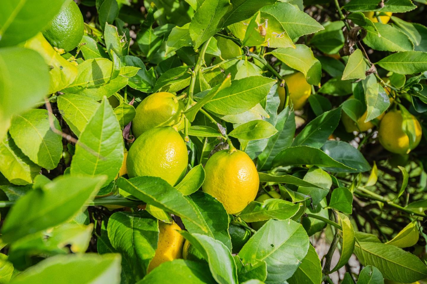 Detail Gallery Image 42 of 54 For 20435 Franciscan Way, Salinas,  CA 93908 - 4 Beds | 3 Baths