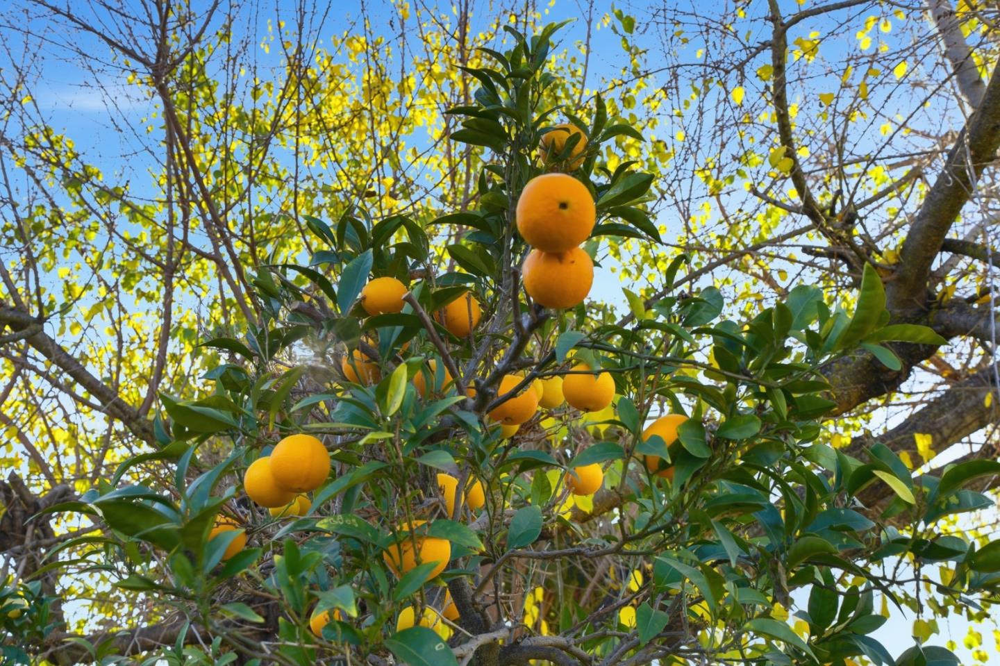 Detail Gallery Image 18 of 22 For 1270 S Stelling Rd, Cupertino,  CA 95014 - 3 Beds | 2 Baths