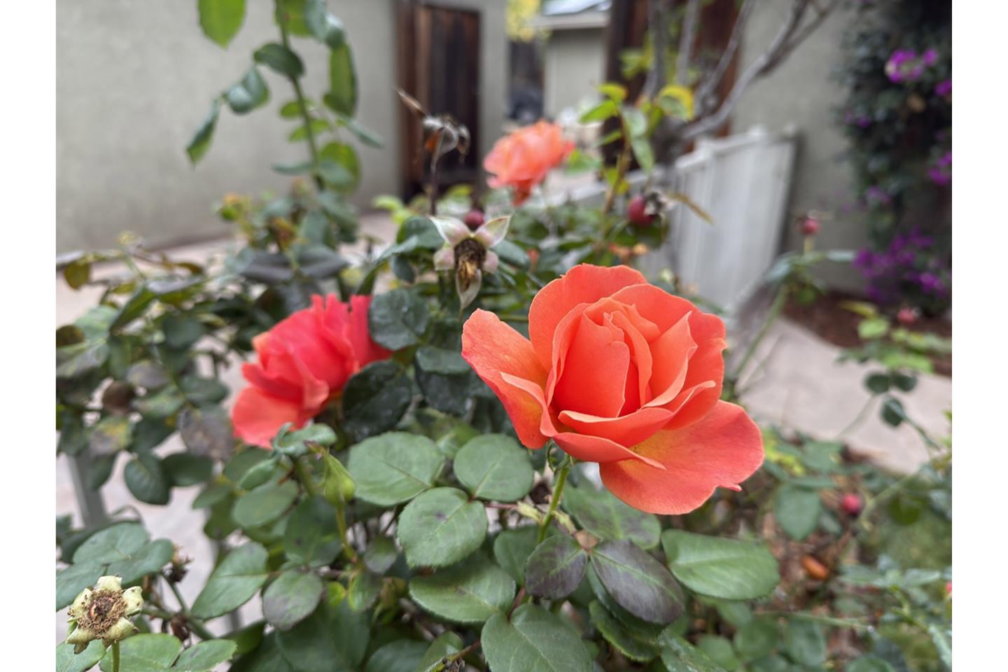 Detail Gallery Image 53 of 56 For 649 Minnesota Ave, San Jose,  CA 95125 - 3 Beds | 2 Baths