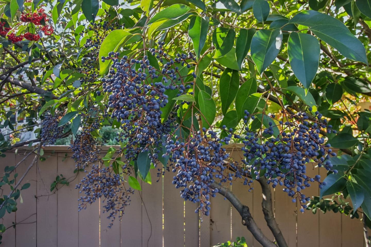 Detail Gallery Image 100 of 122 For 2200 Saint Francis Dr, Palo Alto,  CA 94303 - 4 Beds | 4/1 Baths