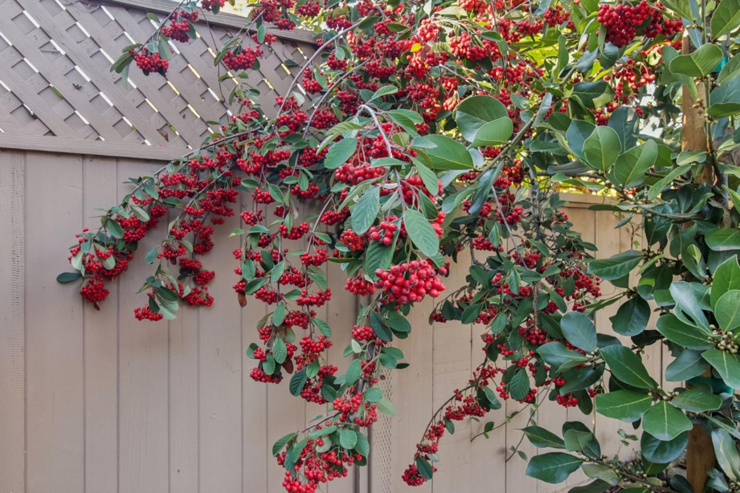 Detail Gallery Image 99 of 122 For 2200 Saint Francis Dr, Palo Alto,  CA 94303 - 4 Beds | 4/1 Baths