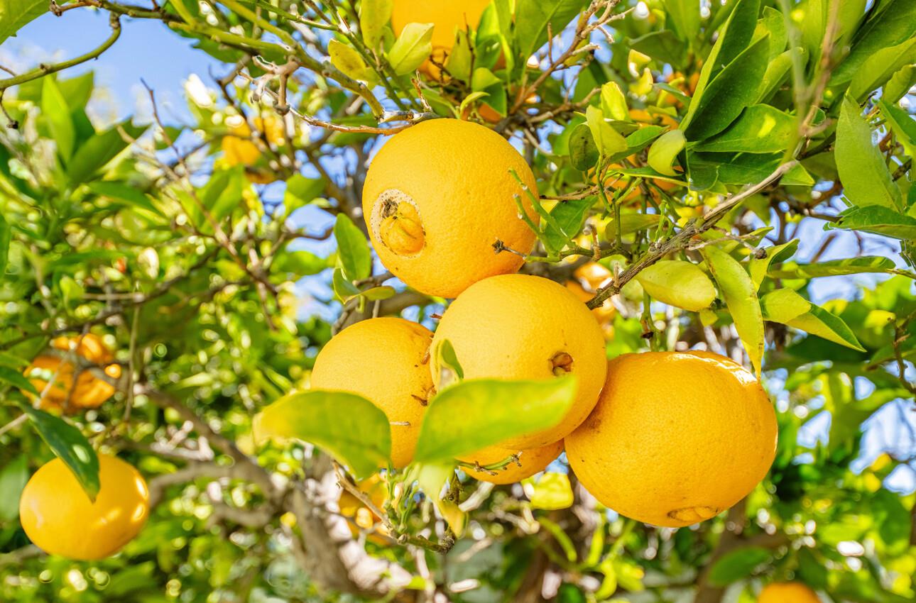 Detail Gallery Image 38 of 39 For 551 San Felipe St, Salinas,  CA 93901 - 3 Beds | 2 Baths